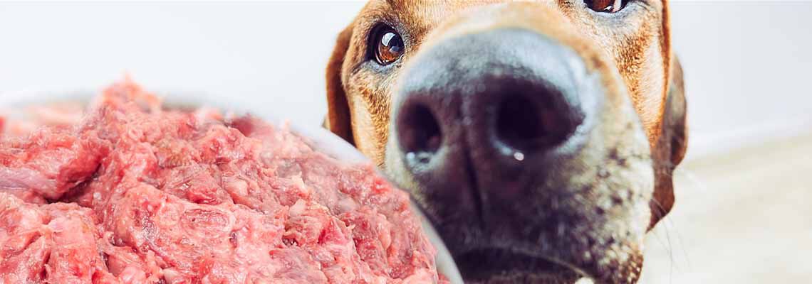 Welk vers vlees voor honden? 